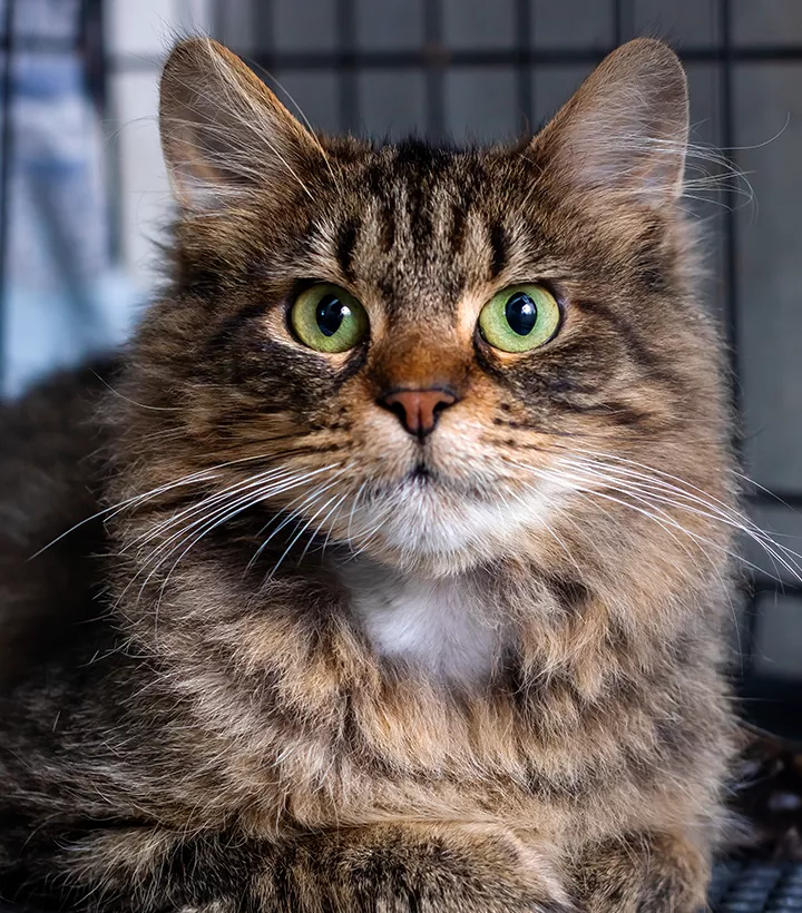 longhaired brown feline