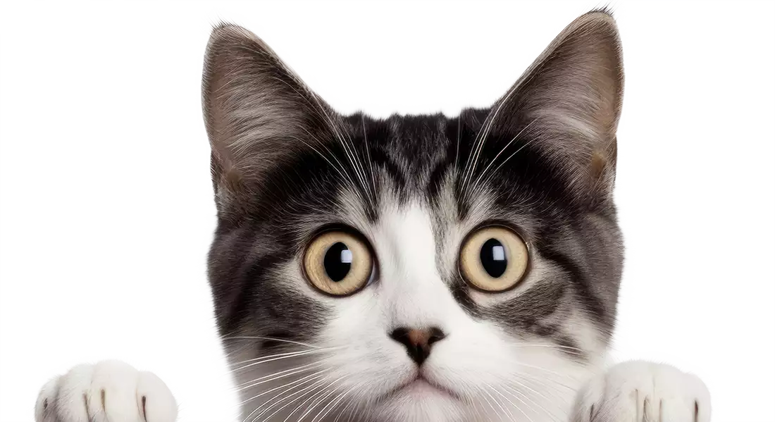 curious cat peeking