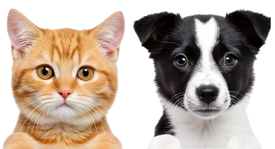 cute cat and dog peeking