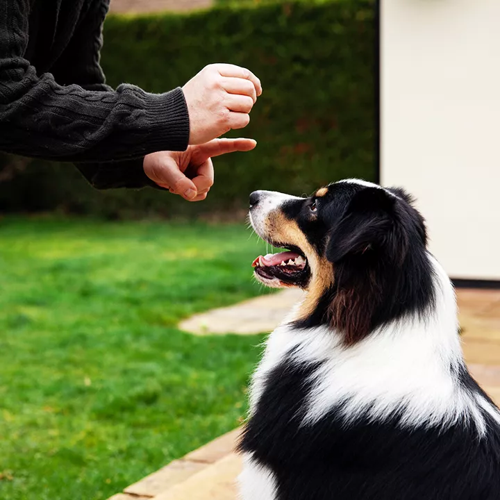 beautiful border collie dog training with owner