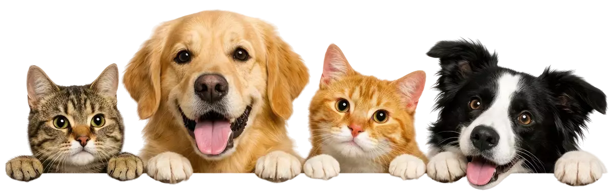 dogs and cats peeking