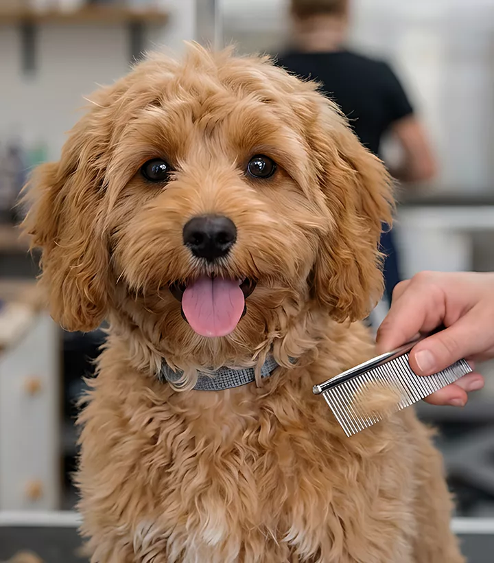 fluffy puppy being groomed