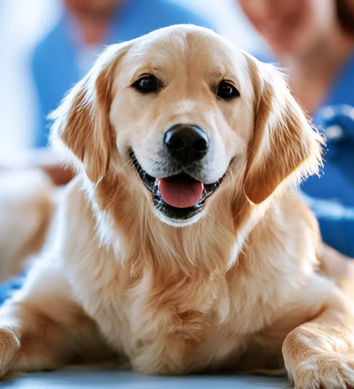 golden retriever dog lying examination table veterinary clinic