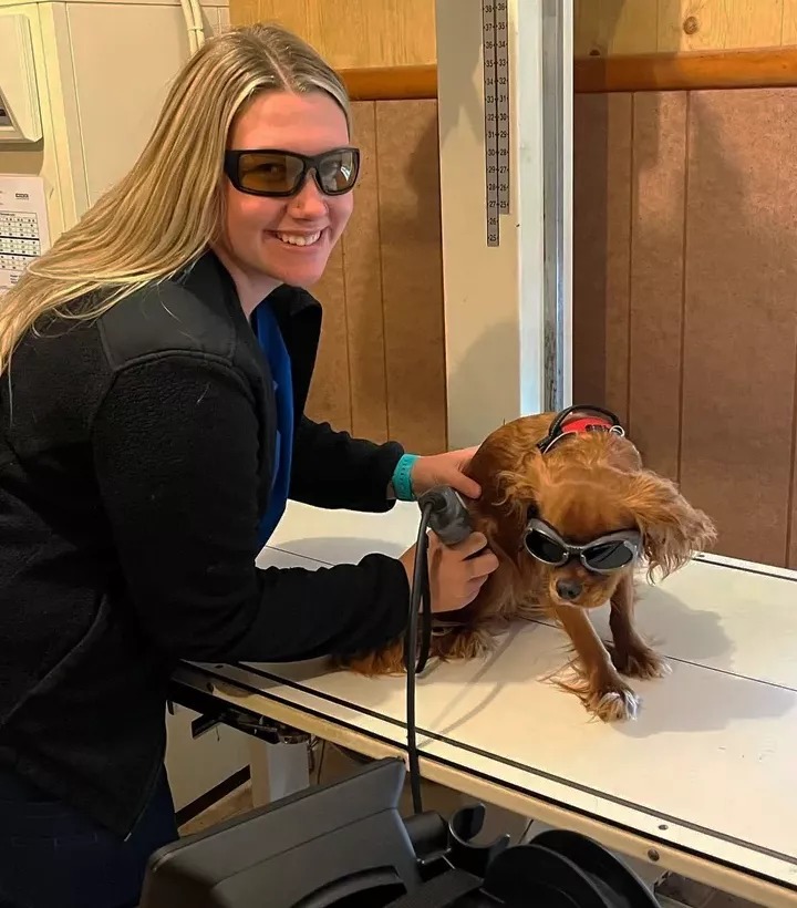 cold laser therapy to dog