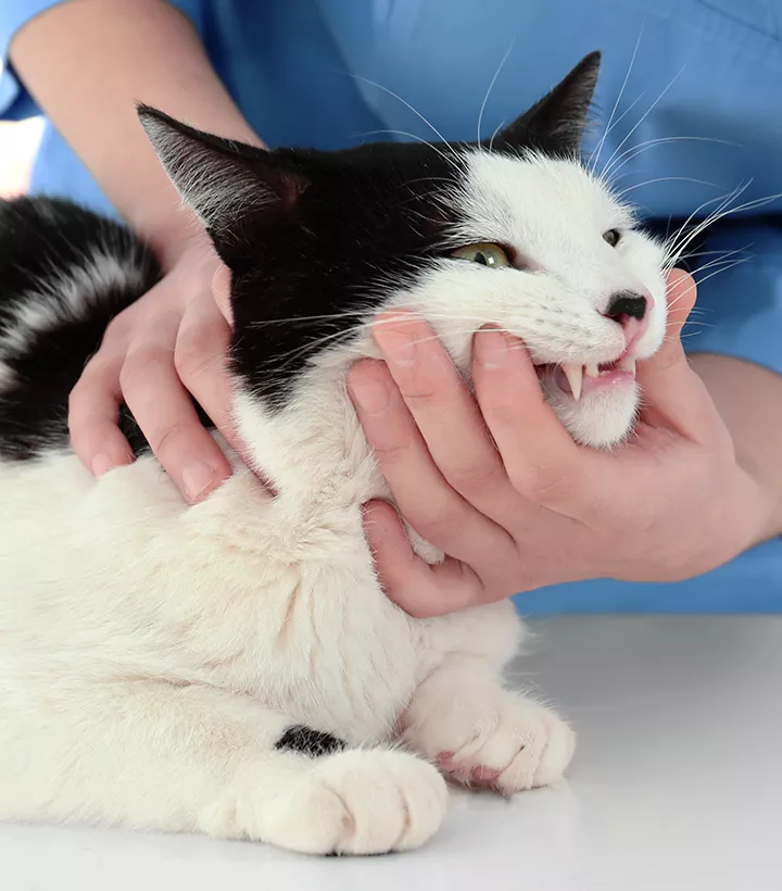 veterinarian examining cats teeth