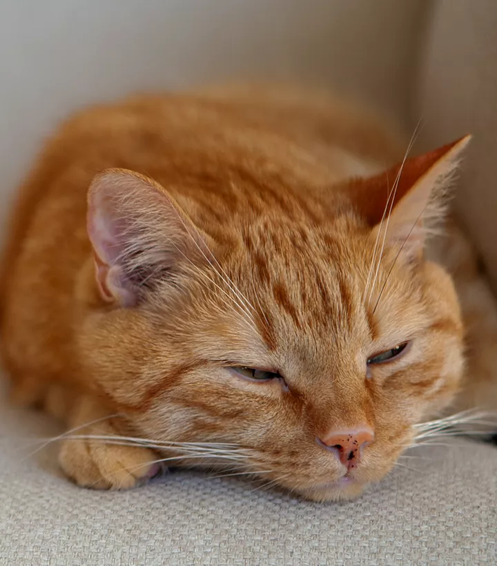 orange cat resting