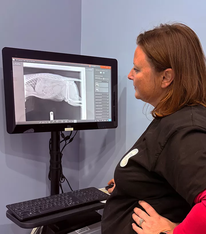 vet checking pet ultrasound at Ashton Animal Clinic