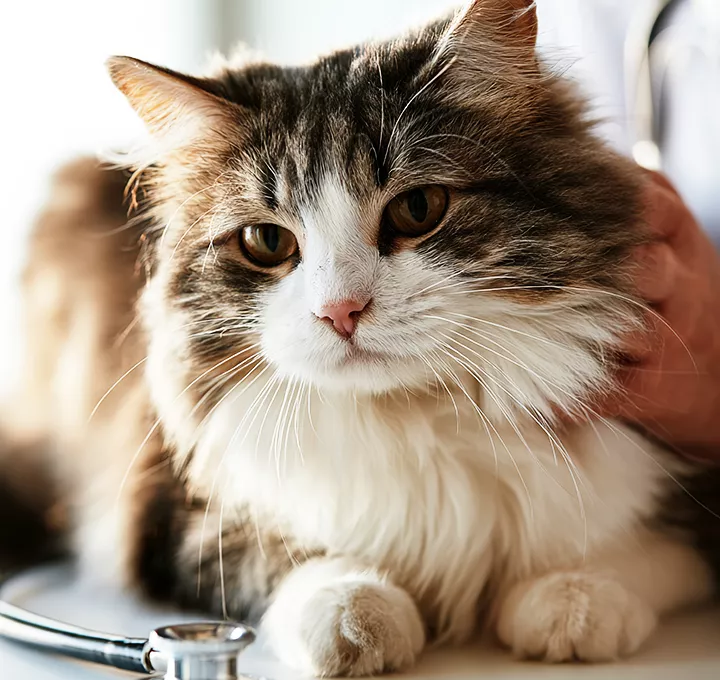 fluffy cat at veterinary examination clinic