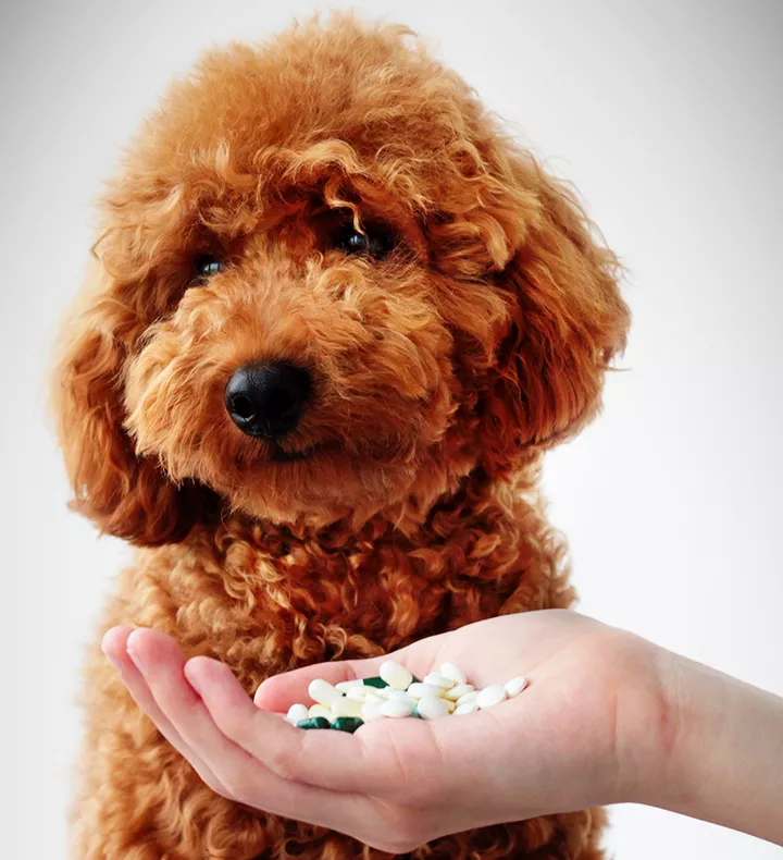 small dog miniature poodle is handed handful pills