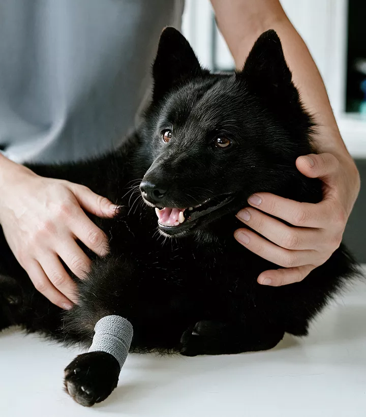veterinarian comforting injured black dog on examination table