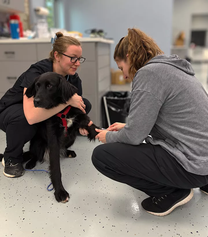 vet giving injection to dog at Ashton Animal Clinic