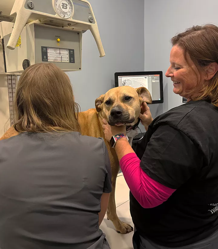 vet checking a cute dog at Ashton Animal Clinic
