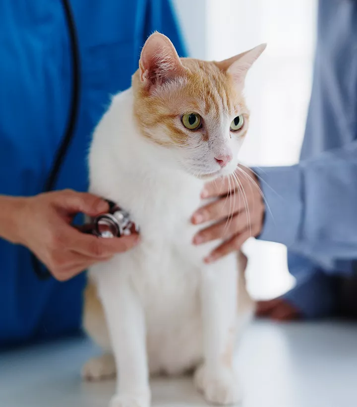 doctor veterinarian checking cat with stethoscope